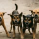 stray dogs report 1 80x80